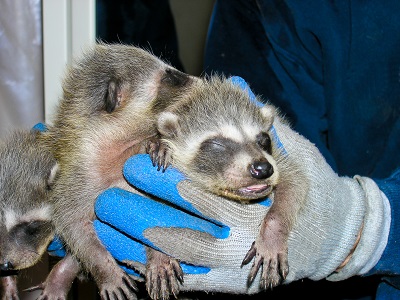 Our Latest Rescue: Baby Raccoons